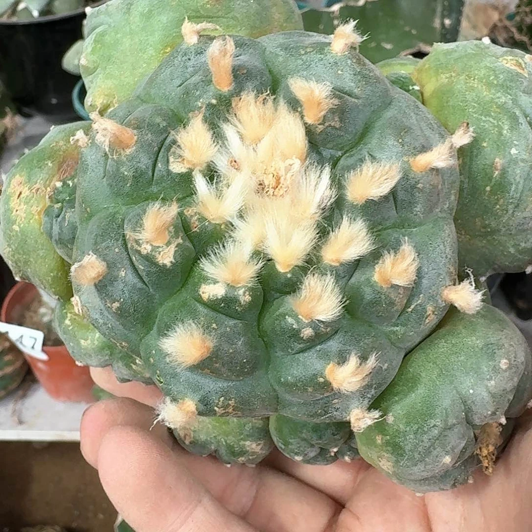 【闪购商品】阶梯肋骨鲜703