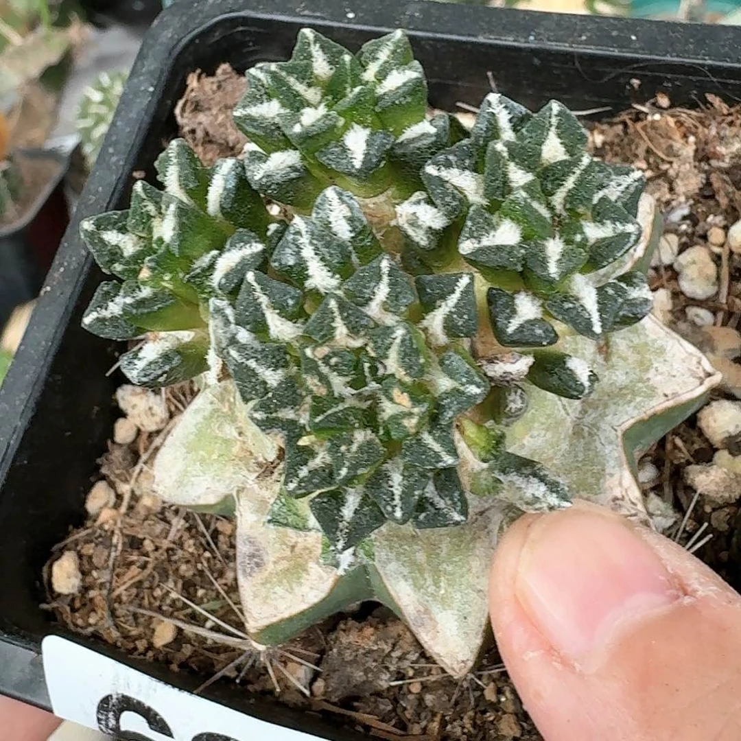 【闪购商品】群头黑牡丹685