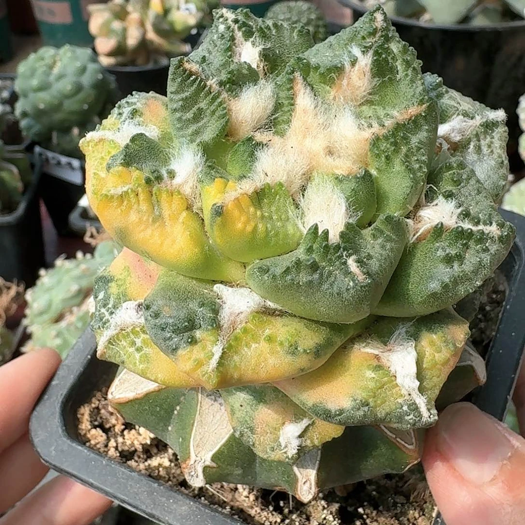 【闪购商品】龟甲花锦苗接