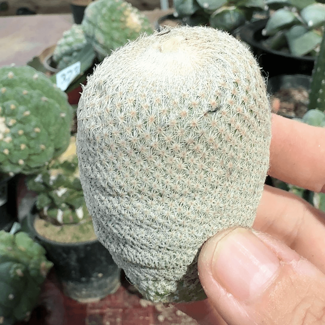 【闪购商品】落地小人帽仙人球