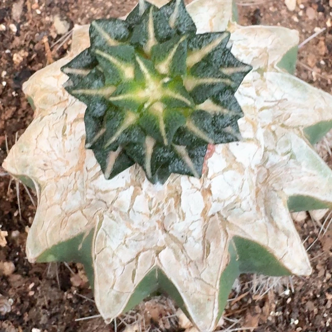 【闪购商品】红花馒头姬牡丹008