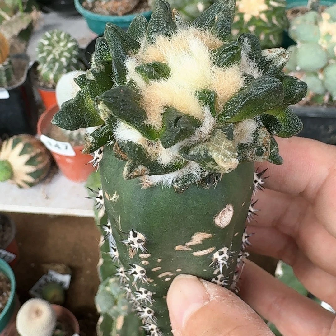 【闪购商品】龙角牡丹