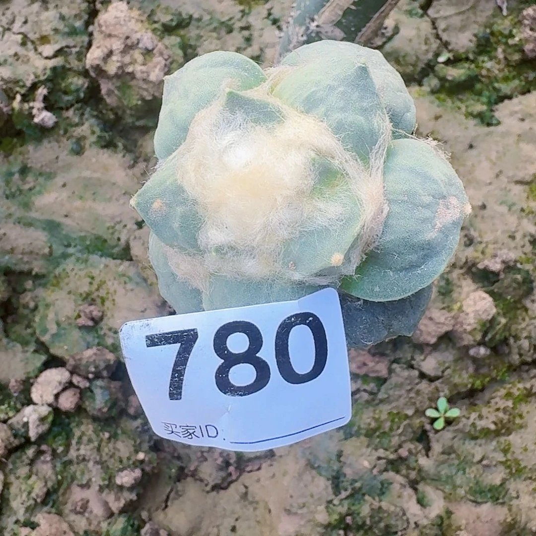 【闪购商品】丶**丶丸叶怒涛780