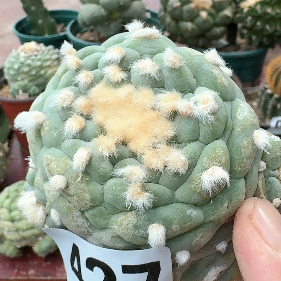 【闪购商品】自根蓝白肌大尤鲜427