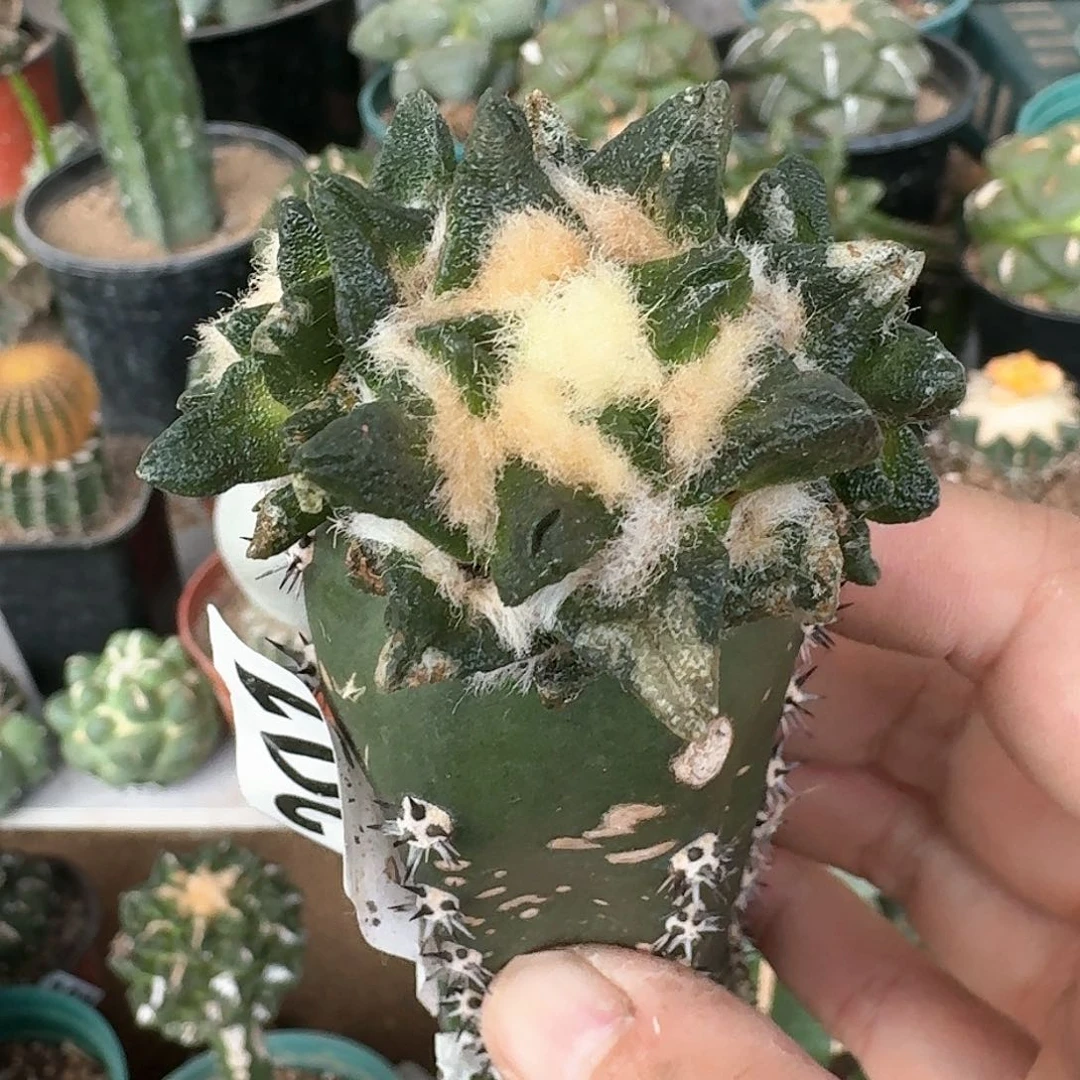 【闪购商品】群头苗接龙角牡丹