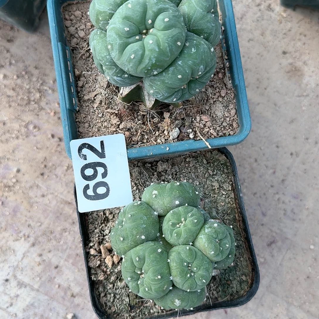 【闪购商品】斜*两颗鲜692