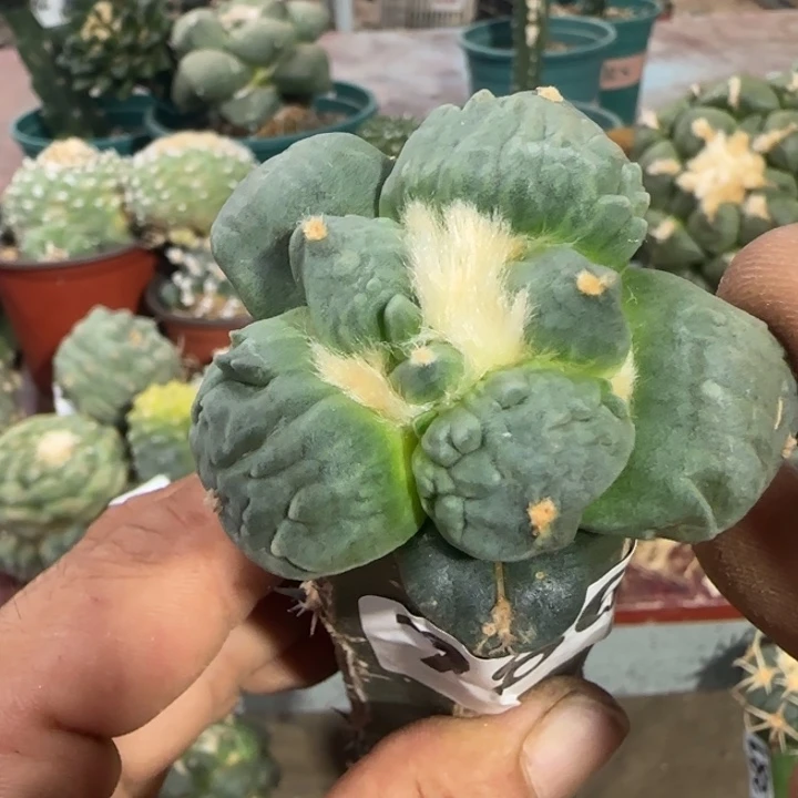 【闪购商品】纯种村主怒涛小苗786