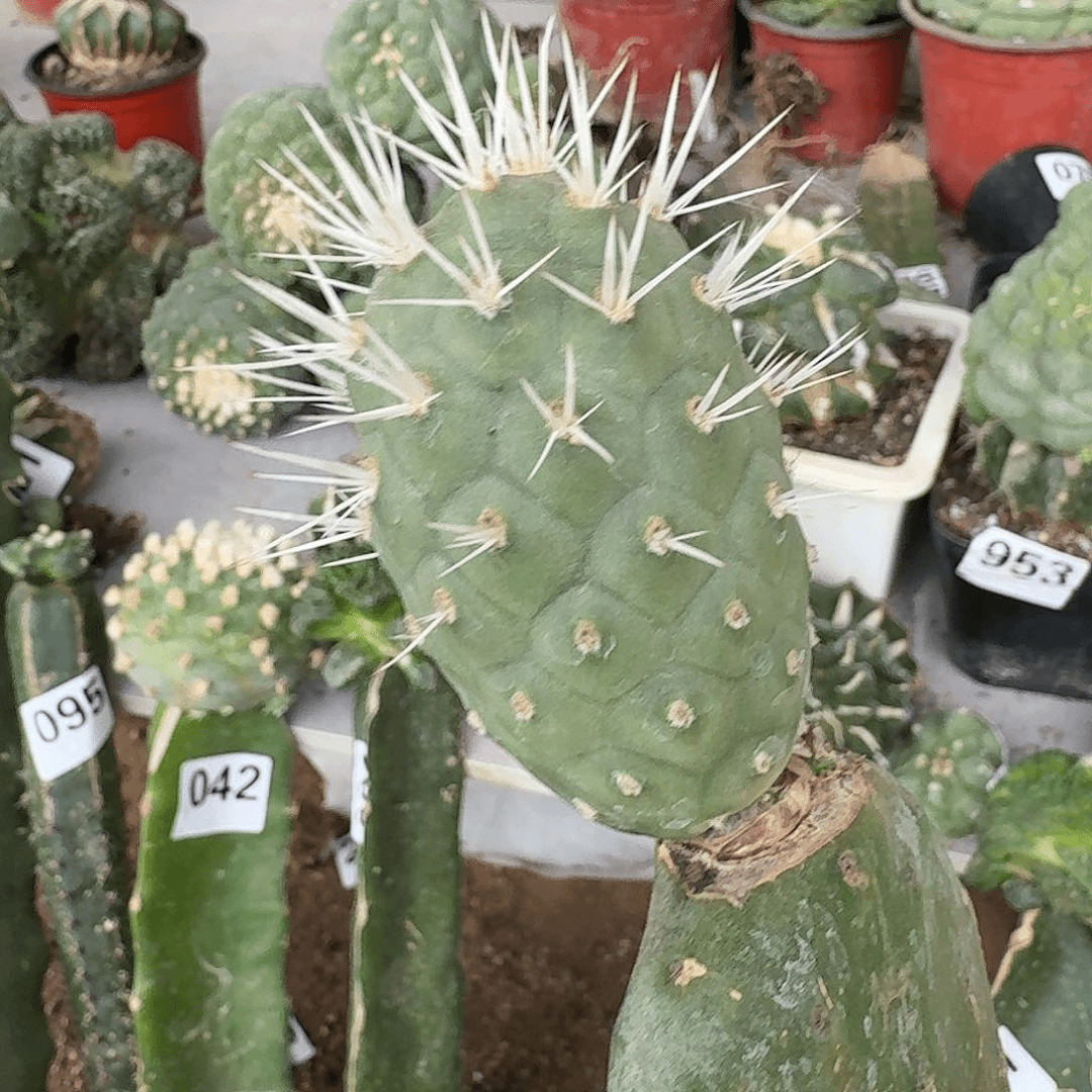 【闪购商品】产地苗接奶白刺习