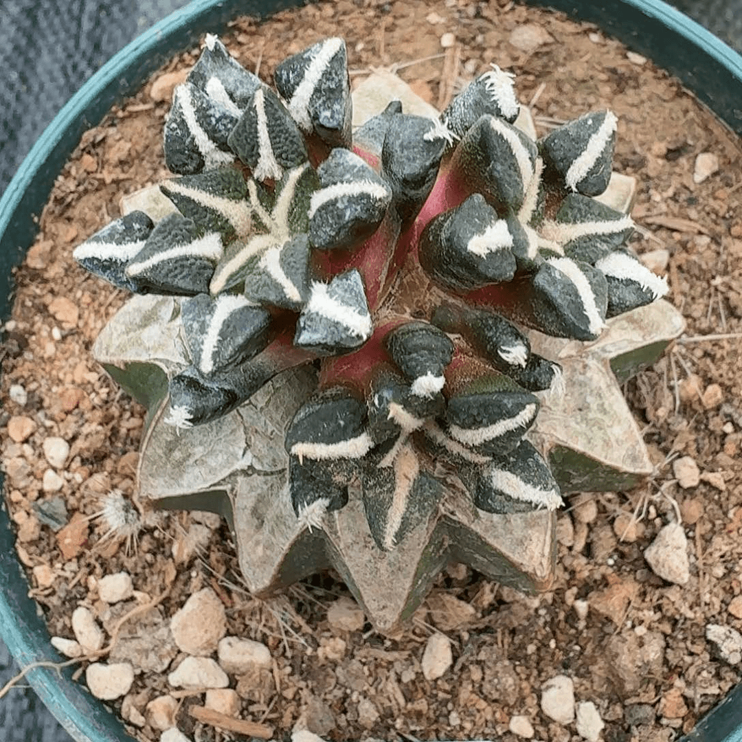 【闪购商品】三头黑牡丹147