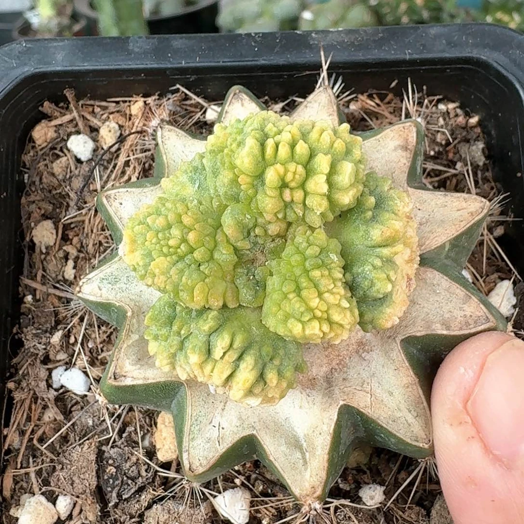 【闪购商品】大尤菜花锦