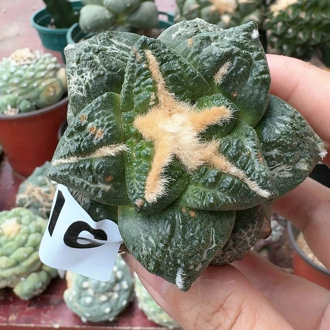 【闪购商品】苗接大尤志贺龟甲216