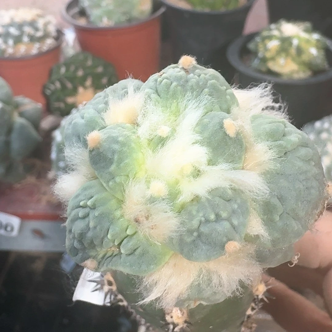 【闪购商品】Y****中村主怒涛小苗578