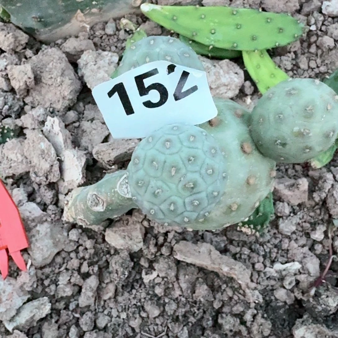 【闪购商品】树**野无刺习152