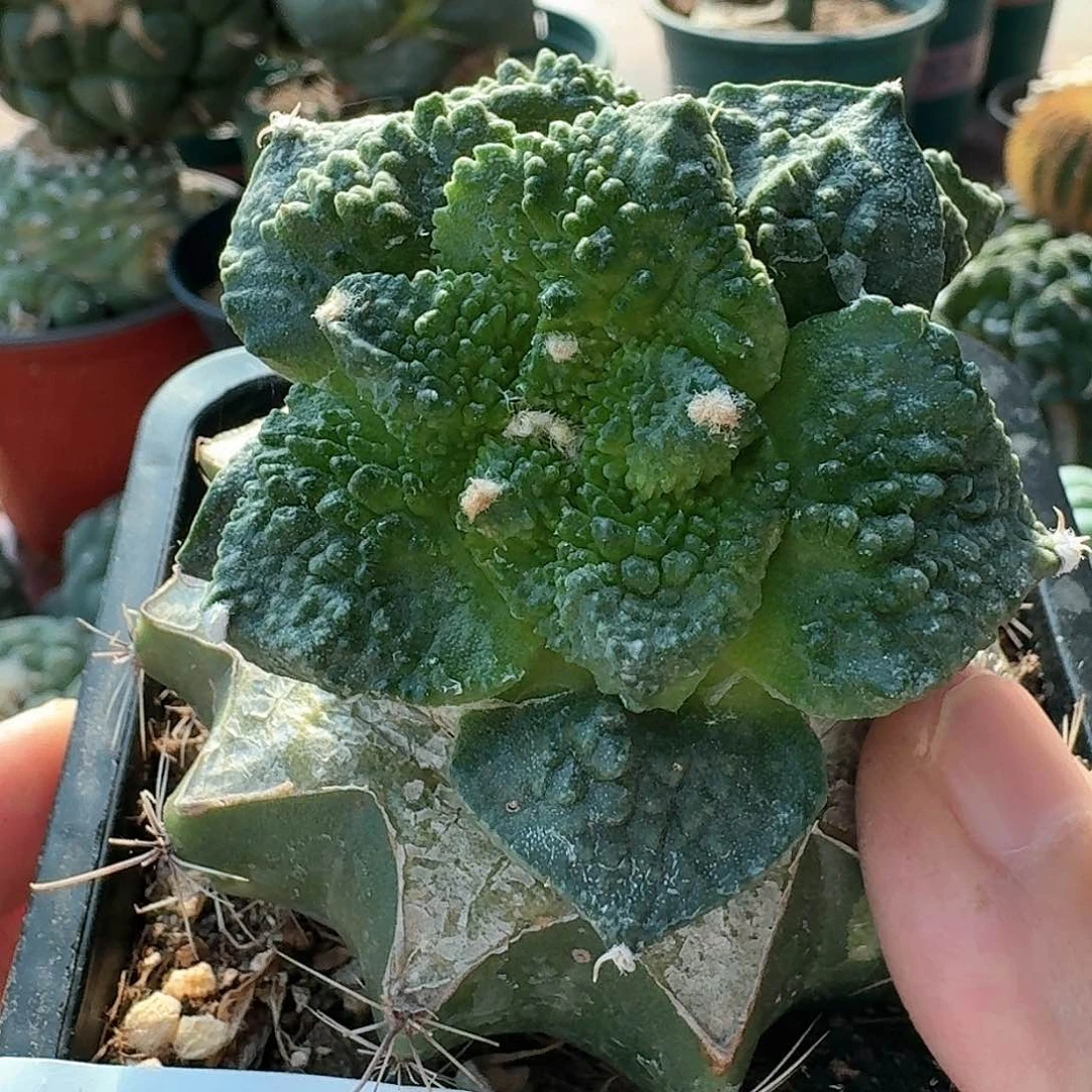 【闪购商品】双头苗接哥斯拉怒涛809