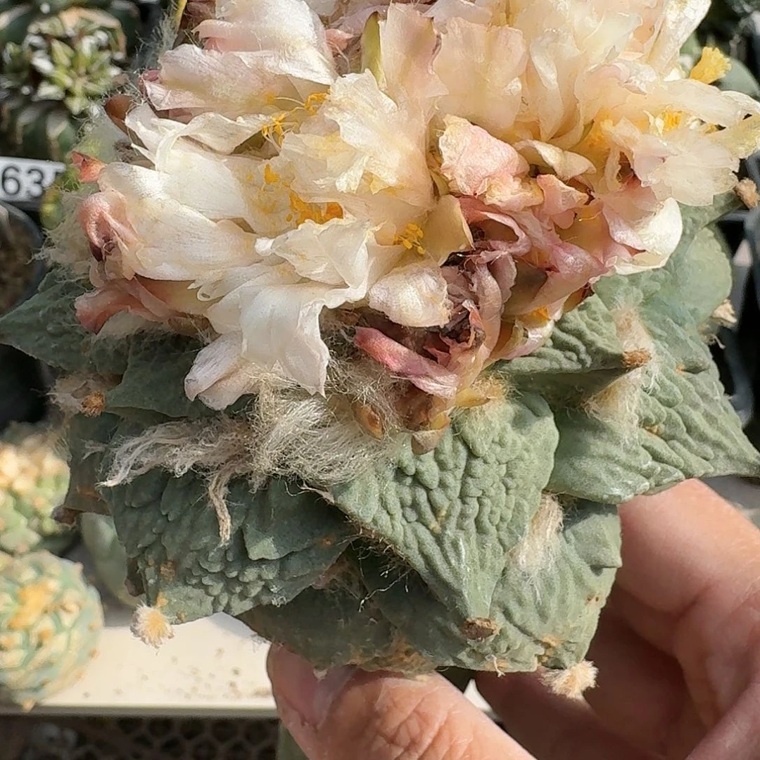 【闪购商品】十公分怒涛680