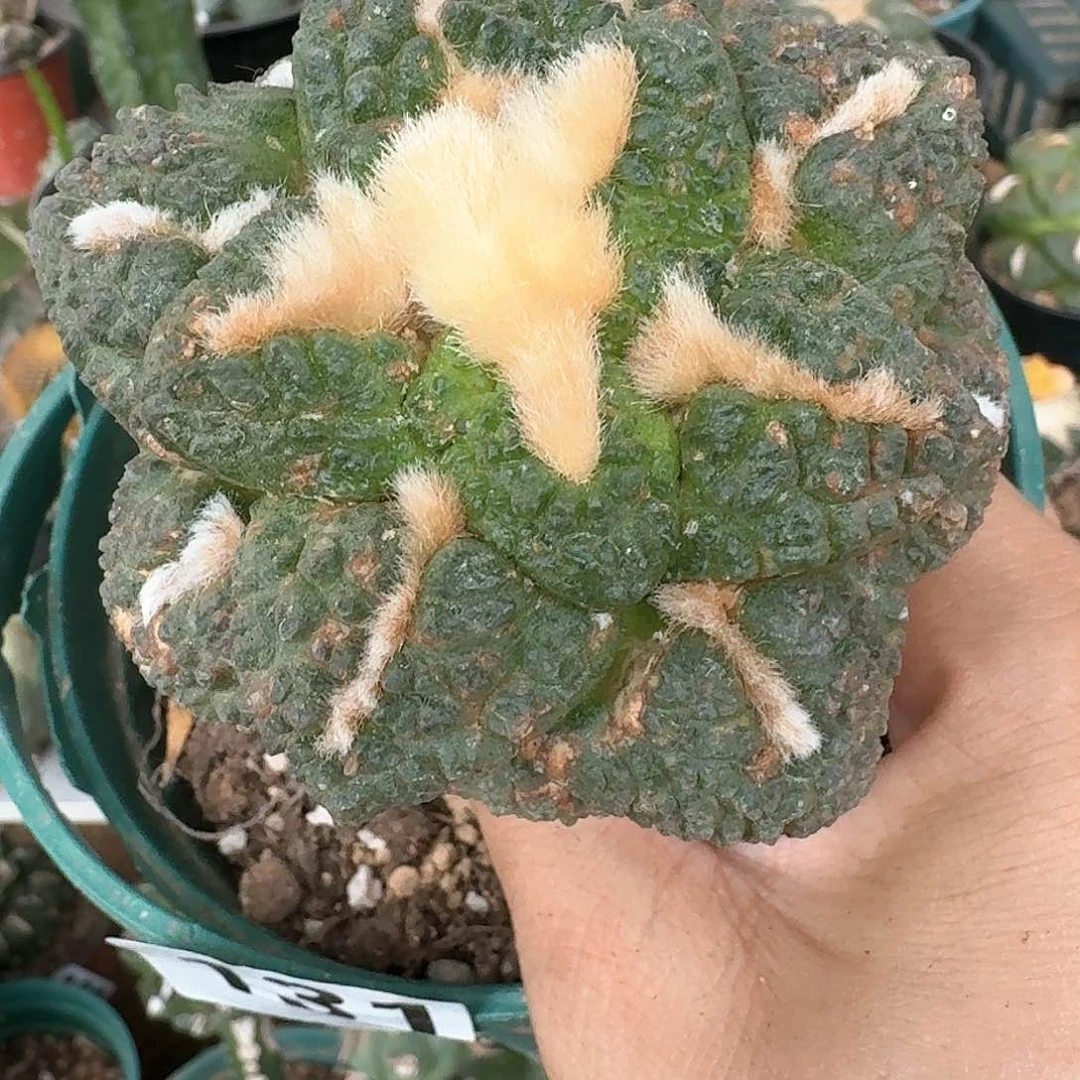 【闪购商品】苗接大尤连山131