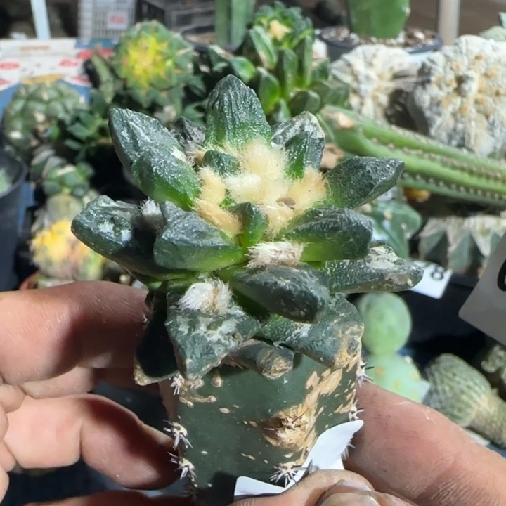 【闪购商品】大尤村主龙角953