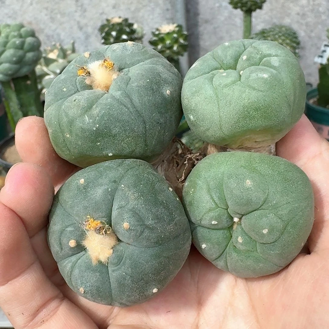 【闪购商品】实生双头蓝白肌两颗