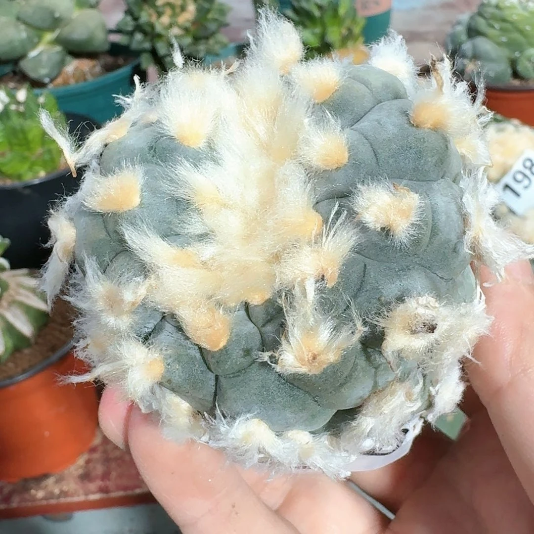 【闪购商品】自根云海翠带坠906