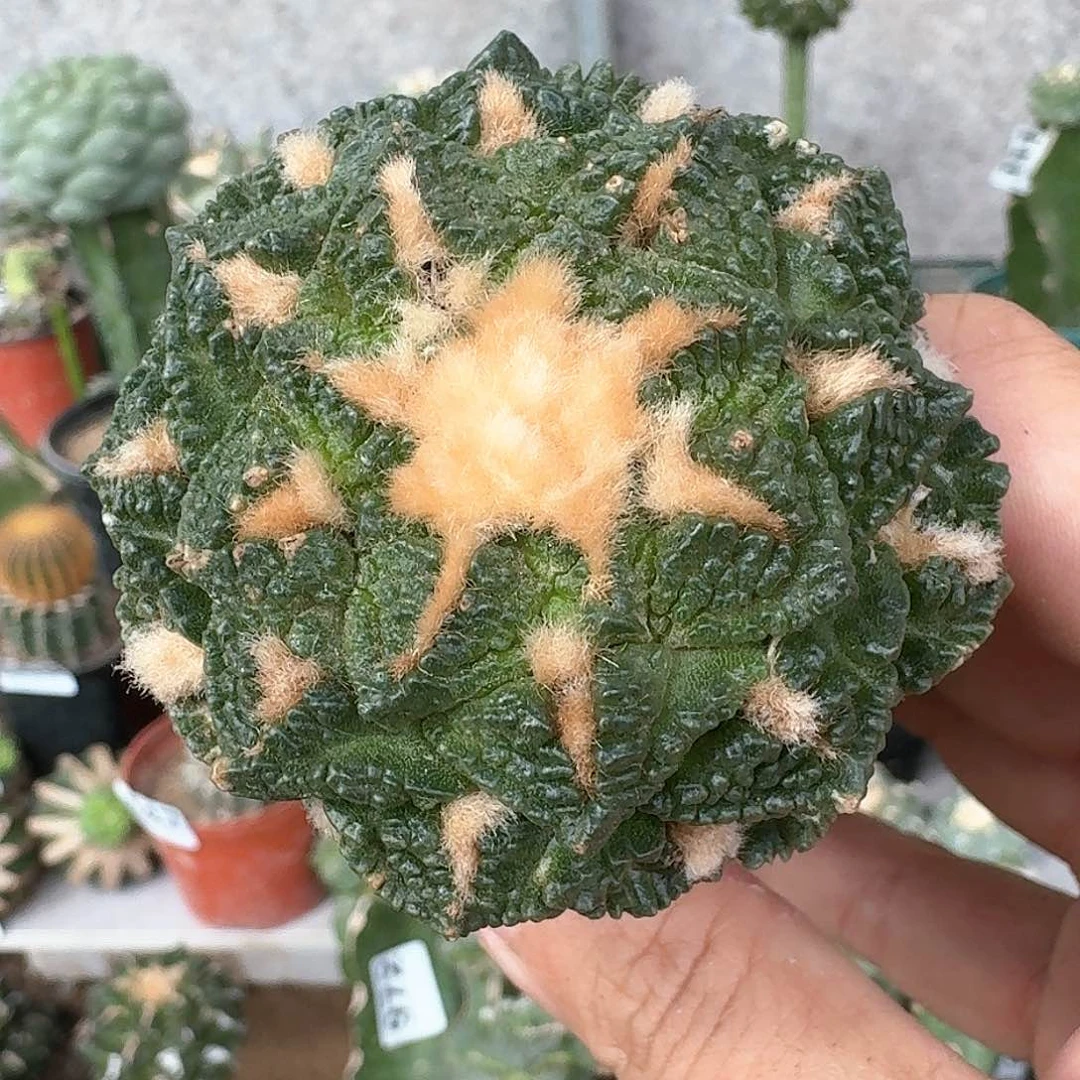 【闪购商品】螺旋龟甲牡丹261