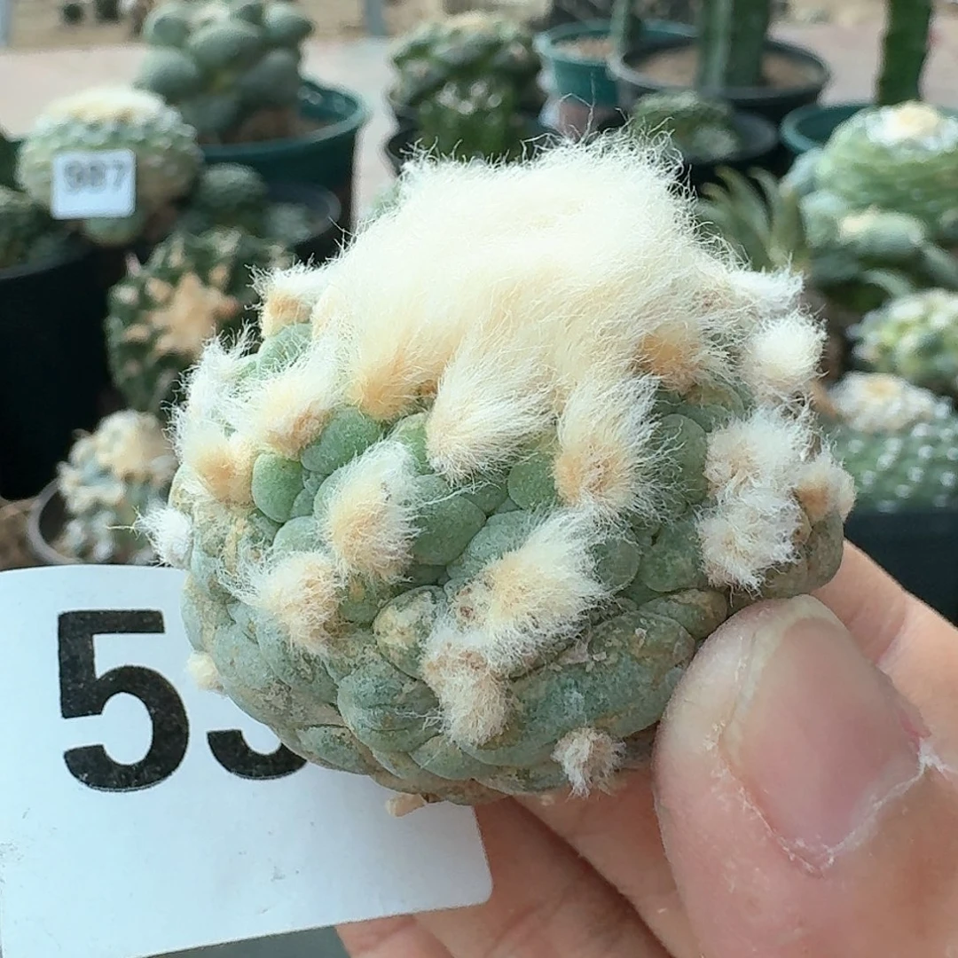 【闪购商品】大尤皱尤鲜534