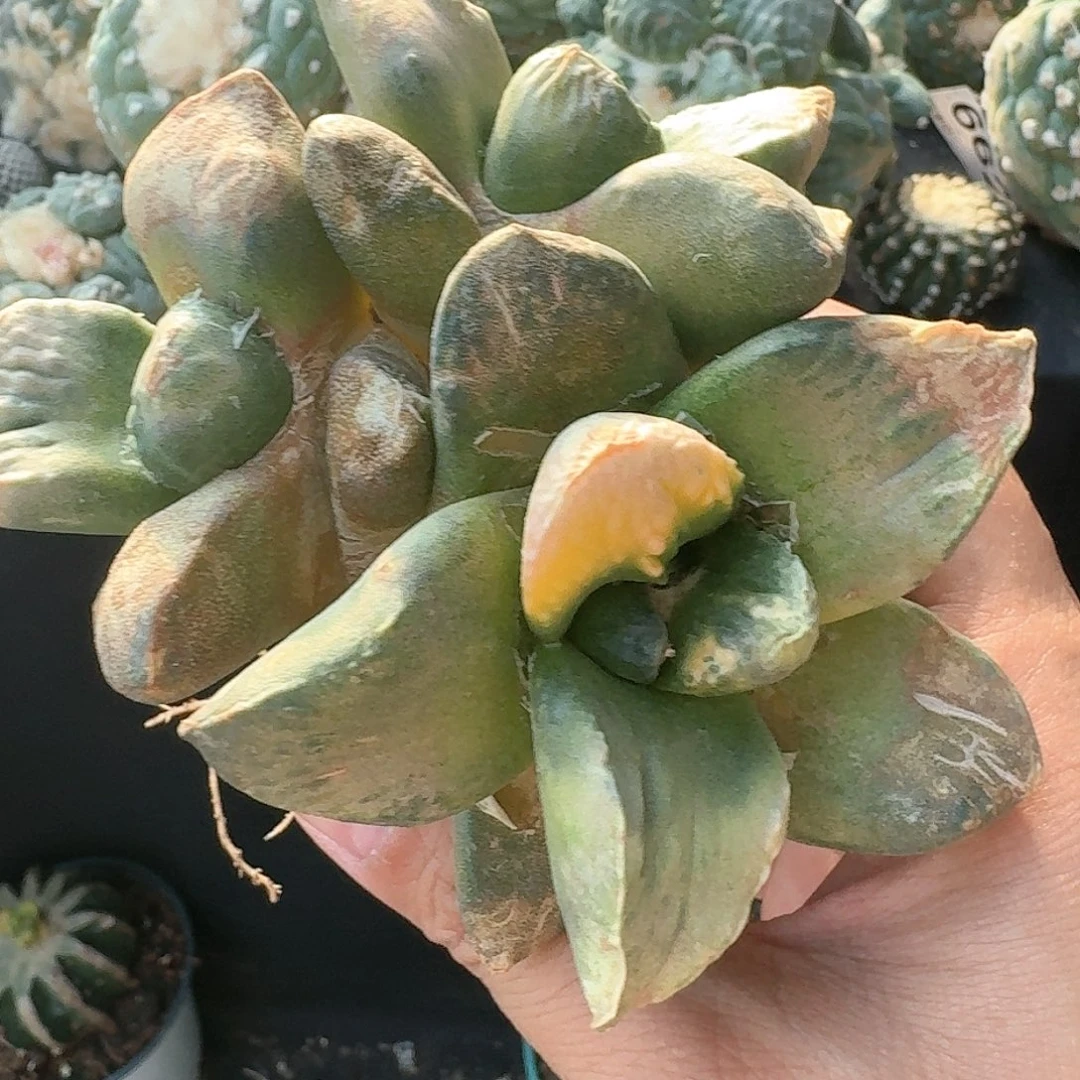 【闪购商品】苗接群头花锦玉牡丹鲜人球