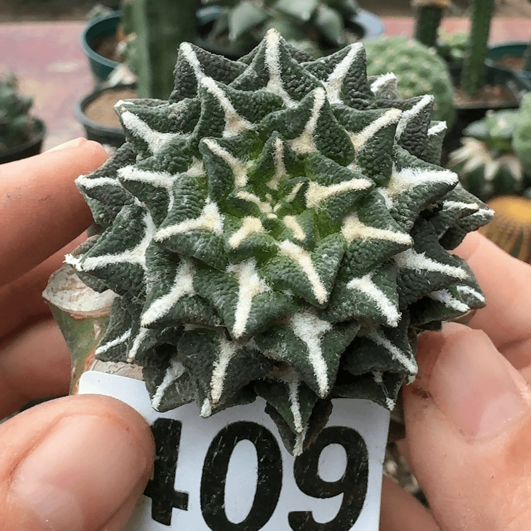 【闪购商品】苗接黑牡丹409仙人球