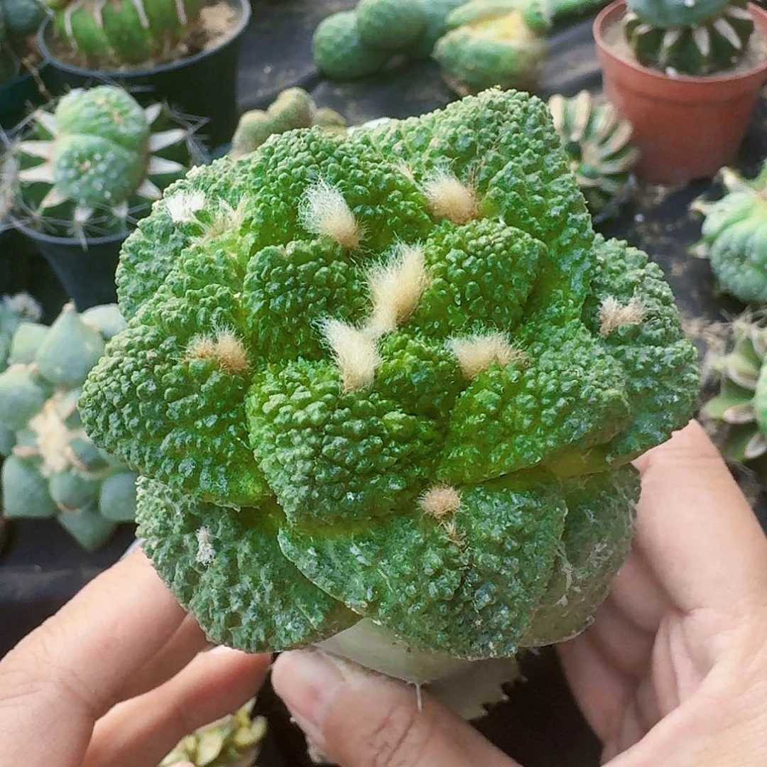 【闪购商品】哥斯拉怒涛800