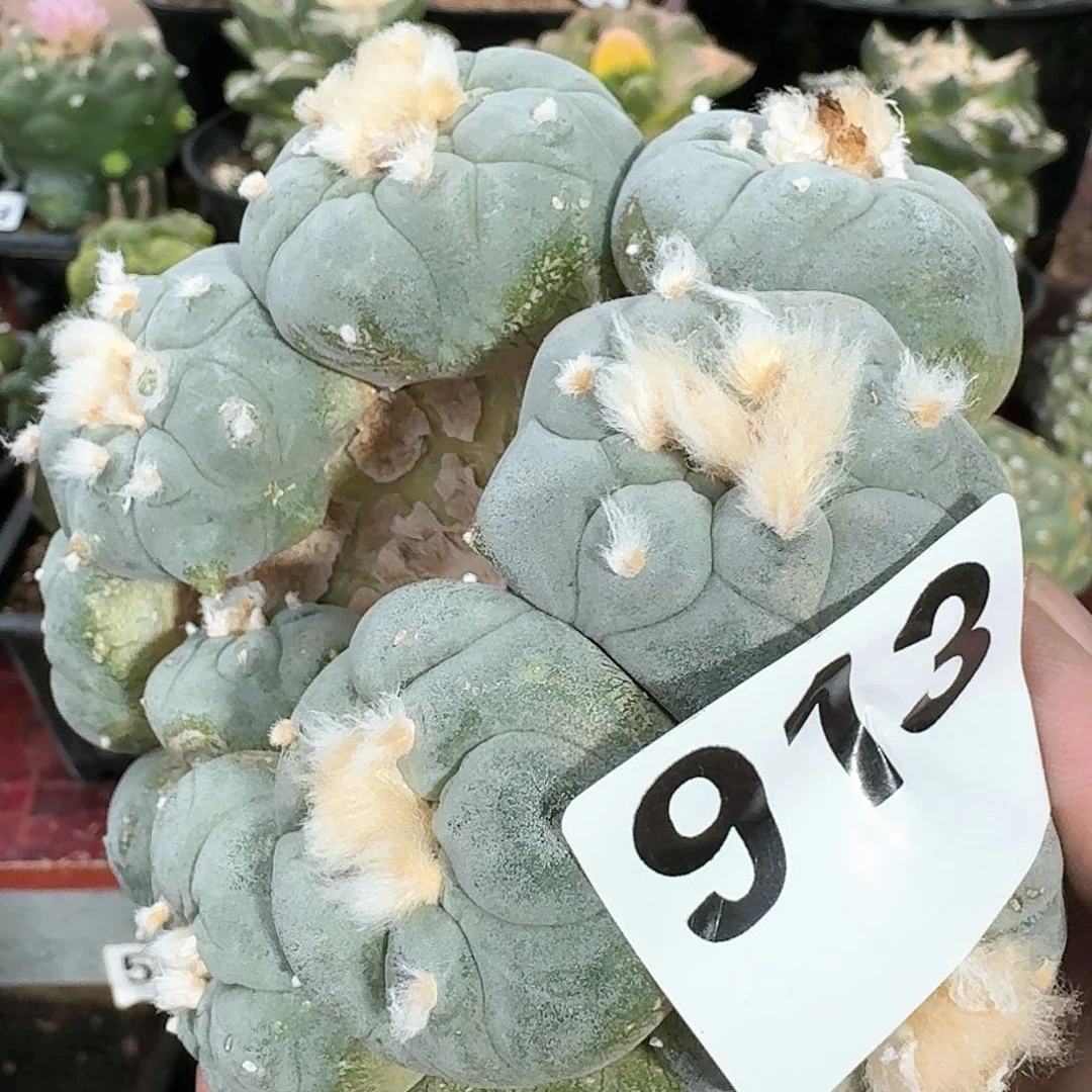 【闪购商品】群头蓝白肌鲜913