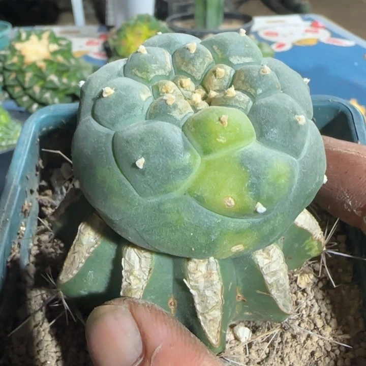 【闪购商品】特白肌大尤锦046