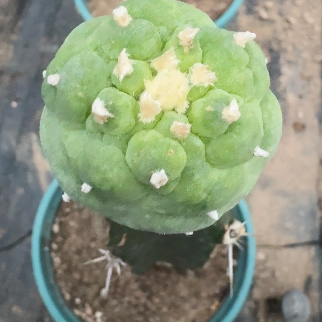 【闪购商品】大尤皱尤鲜519