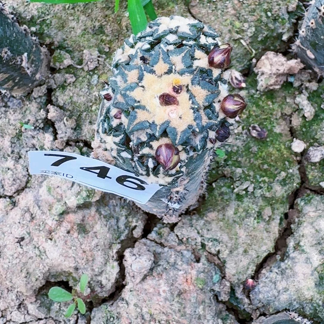 【闪购商品】群头红花姬牡丹746