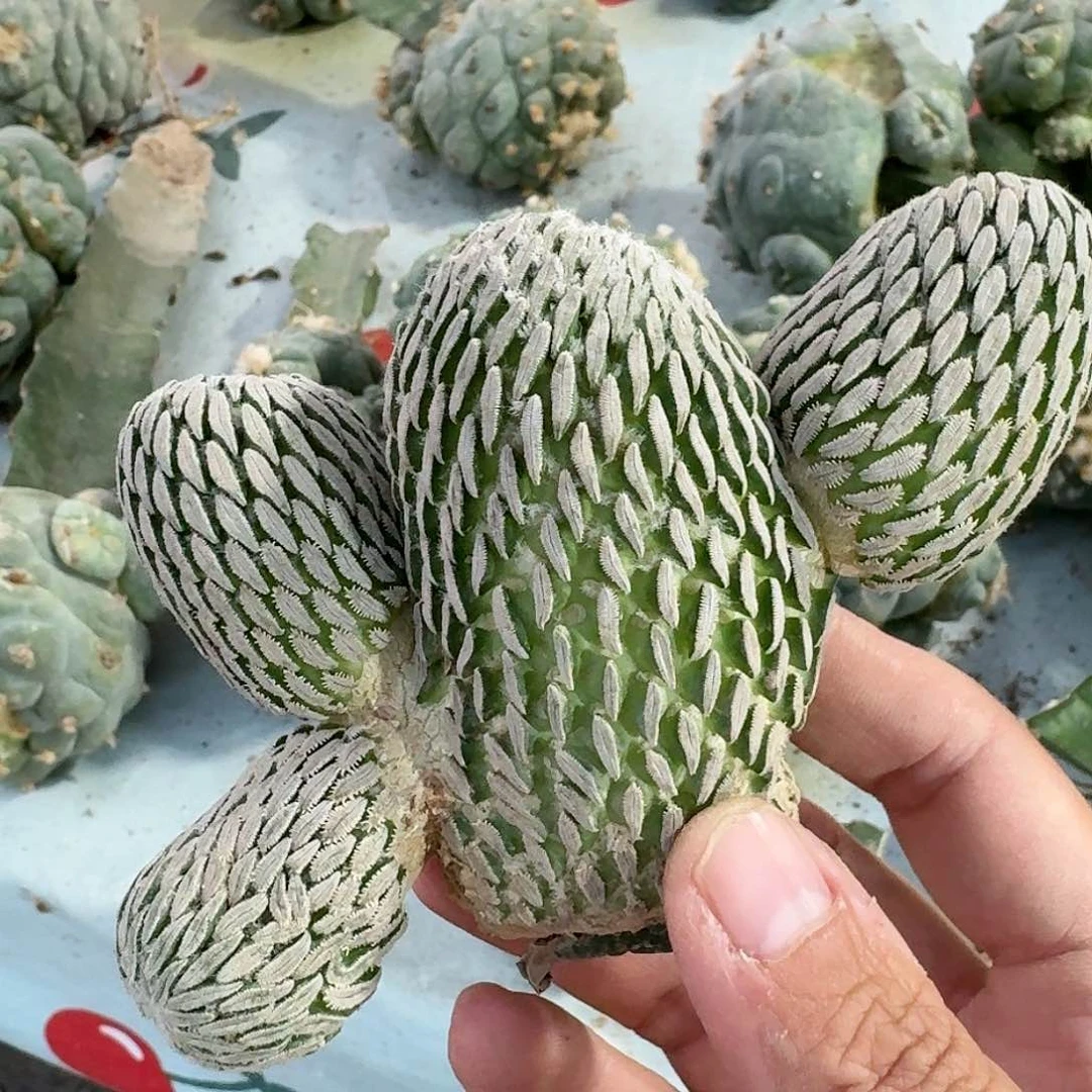 【闪购商品】群头精巧丸