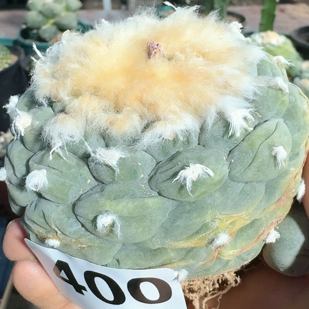 【闪购商品】自根中庸系大尤鲜400