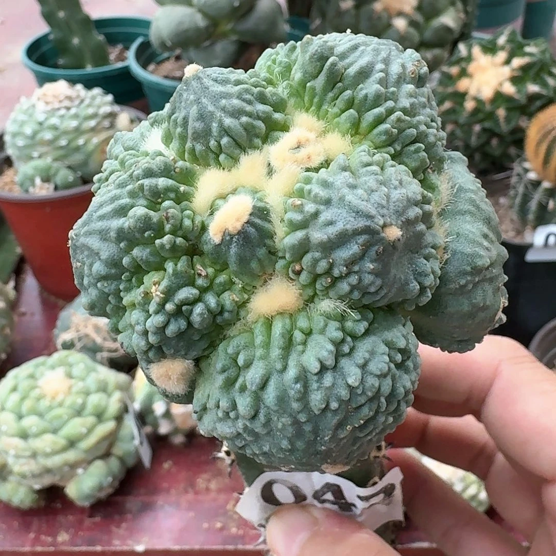 【闪购商品】蛋尤怒涛043