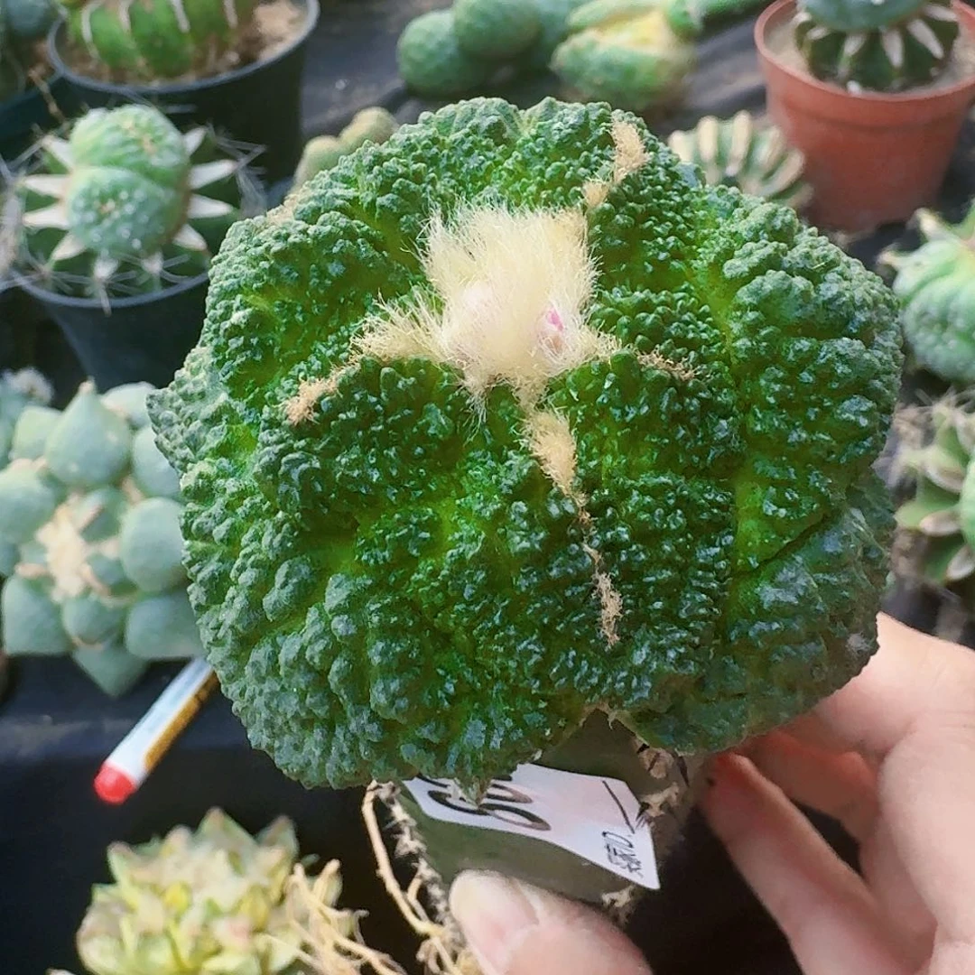 【闪购商品】一**缘大尤哥斯拉803