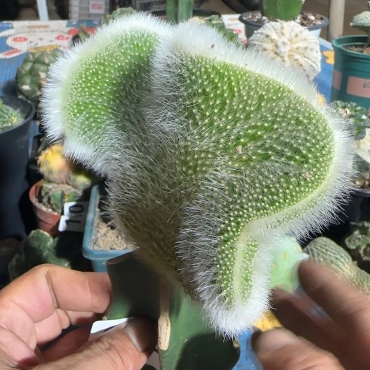 【闪购商品】软长毛九尾坠093