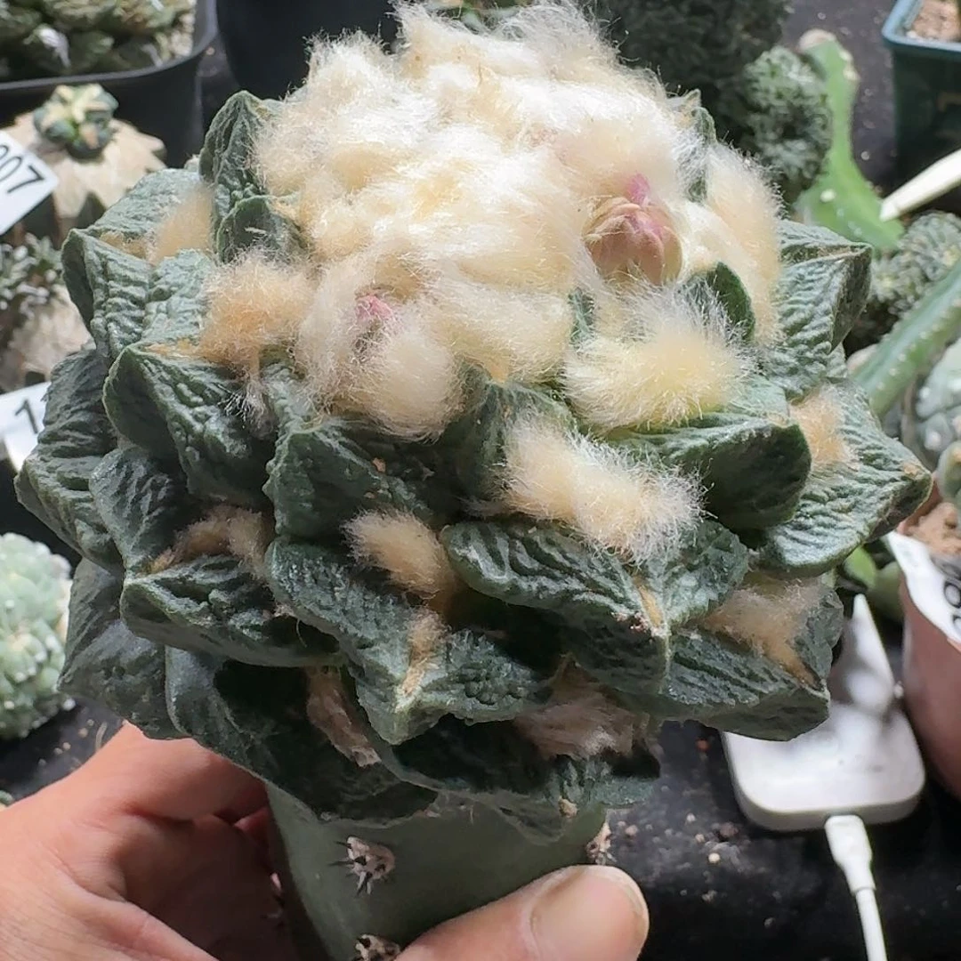 【闪购商品】斌精品龙角大大大