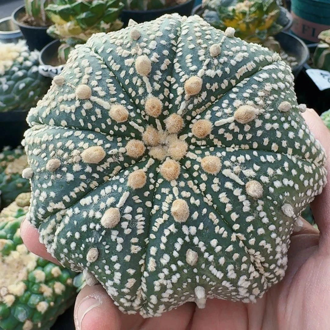 【闪购商品】海星奇迹猫眼兜