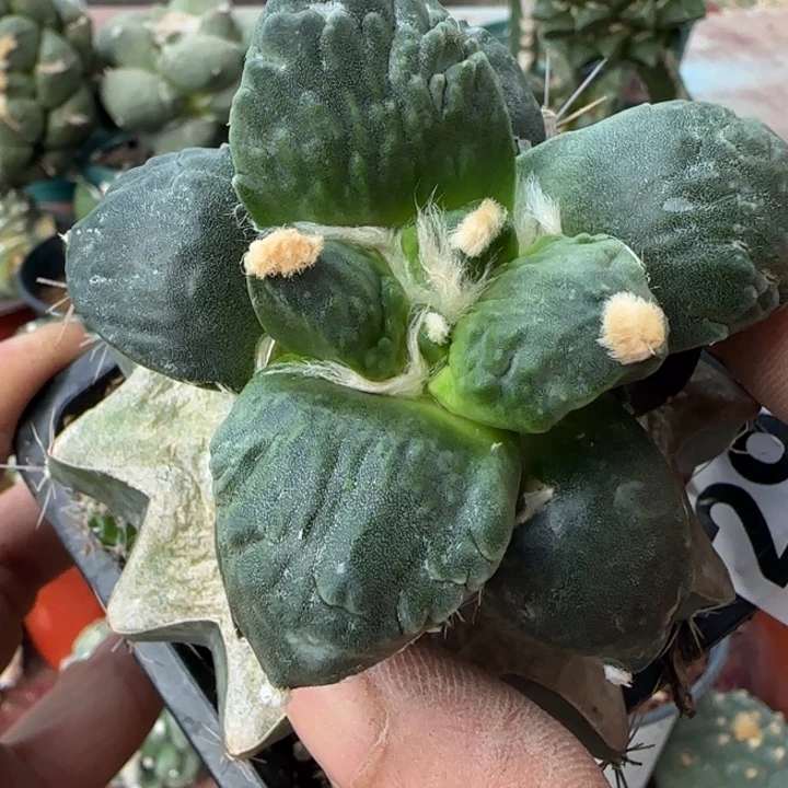 【闪购商品】大尤青瓷怒291