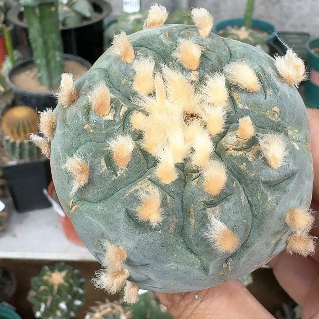 【闪购商品】鲜652