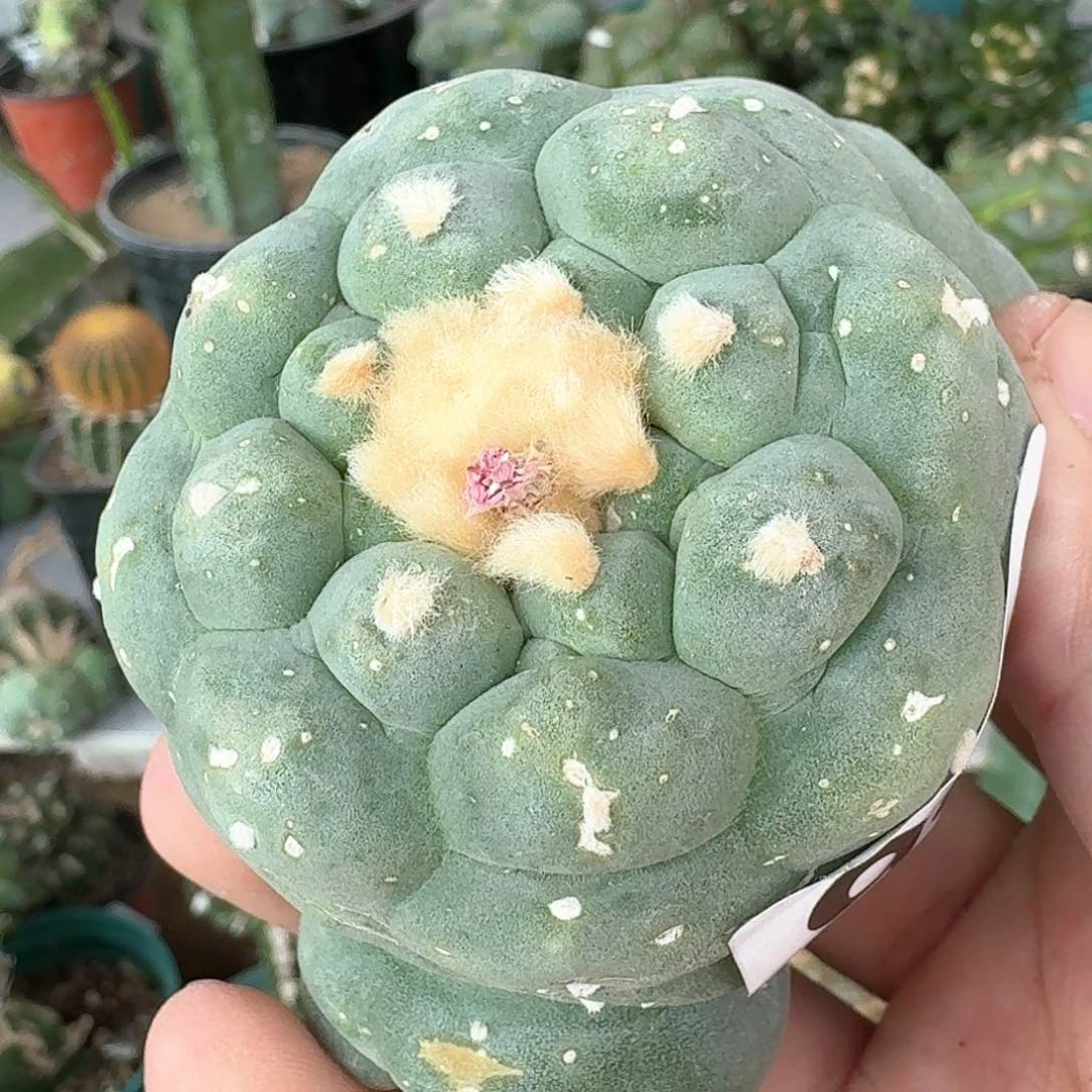 【闪购商品】落地蓝白肌大尤鲜996