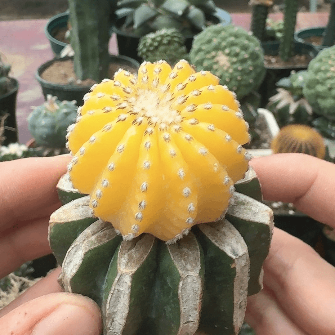 【闪购商品】苗接奇特球锦