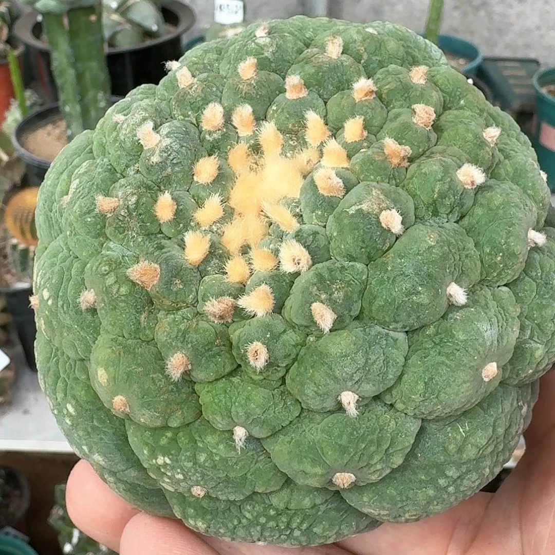 【闪购商品】大尤皱尤带坠