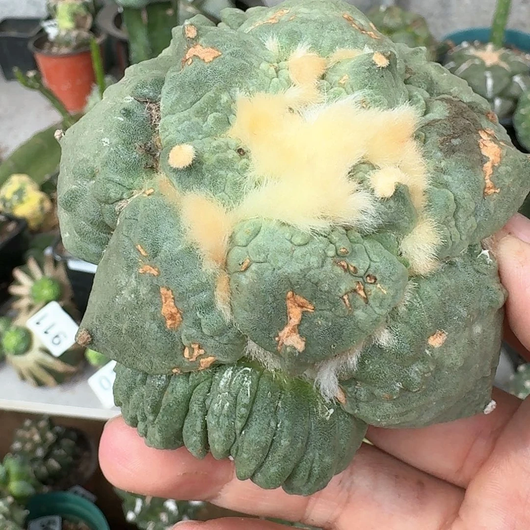 【闪购商品】苗接大尤怒涛893