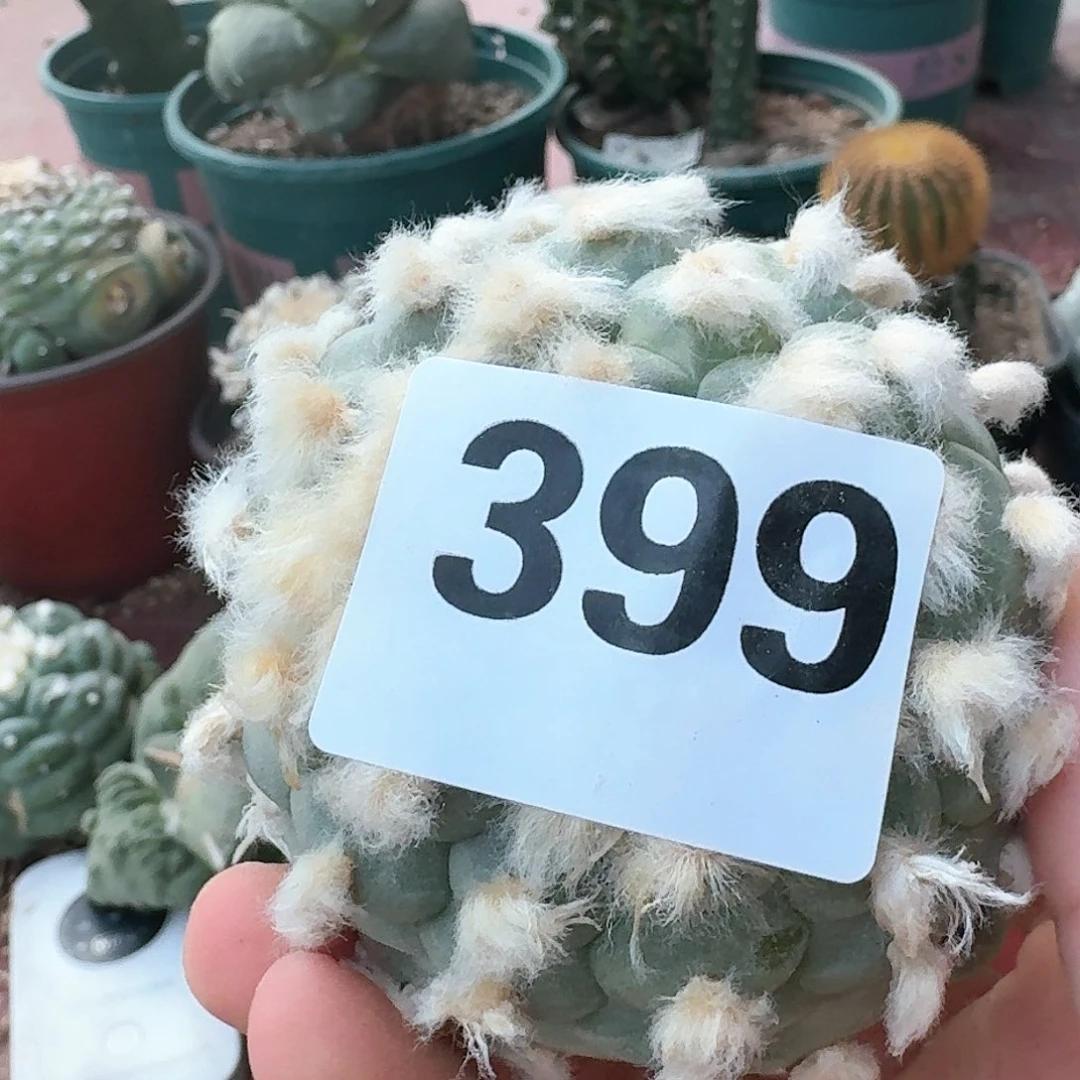 【闪购商品】乍*鲜锦坠399