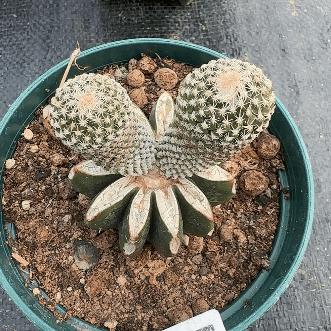 【闪购商品】双头苗接银牡丹155
