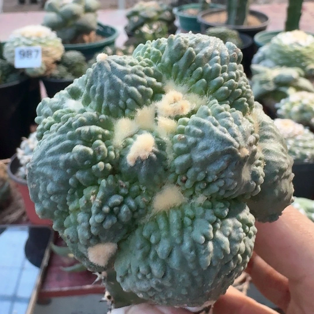 【闪购商品】蛋蛋满叶怒048