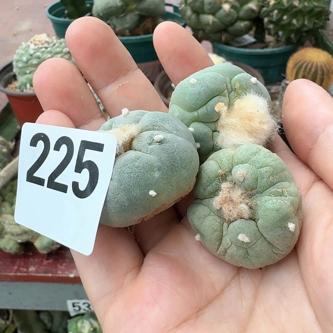 【闪购商品】三颗福利鲜225