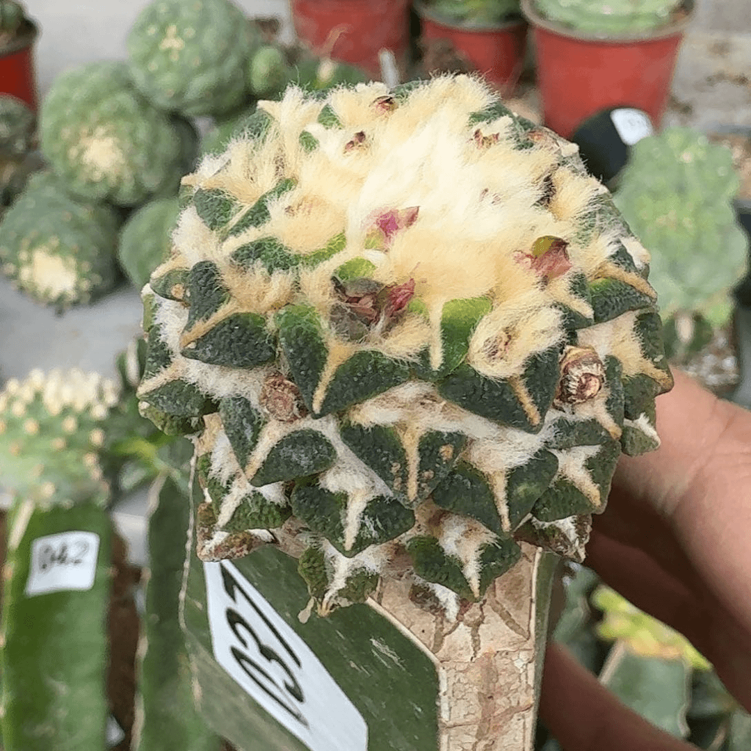 【闪购商品】黑牡丹037仙人球